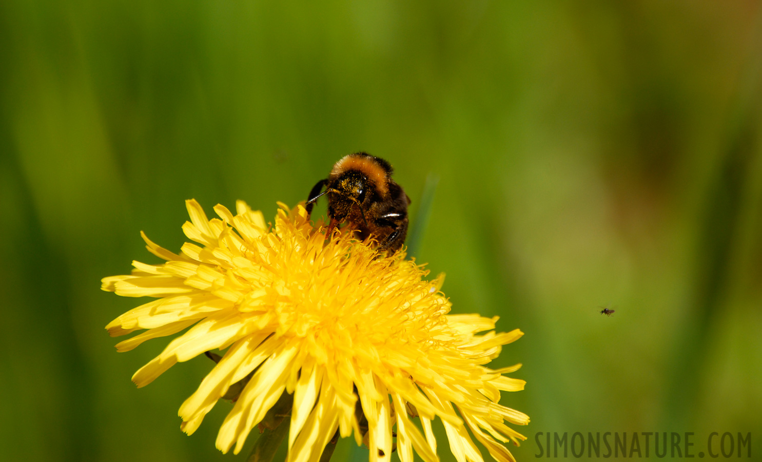 Bombus pascuorum [550 mm, 1/350 sec at f / 7.1, ISO 200]